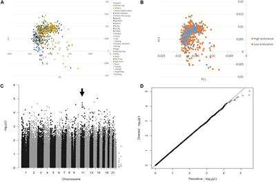 Genome-Wide Association Study Reveals a Novel Association Between MYBPC3 Gene Polymorphism, Endurance Athlete Status, Aerobic Capacity and Steroid Metabolism